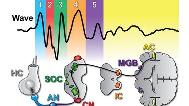 ABR pathway