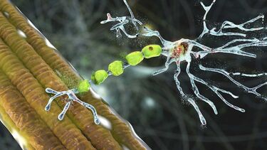 Nerve signals