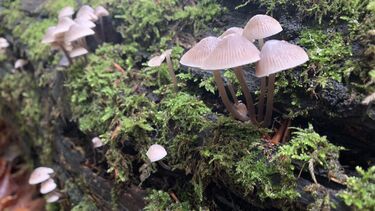 Image of fungi growing in the bark of a fallen tree