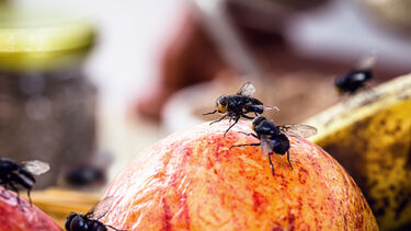 Fruit flies on fruit