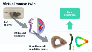 Virtual mouse twin diagram showing gait analysis of a mouse, musculoskeltal models of mouse hindlimbs and finite element and bone cell population models