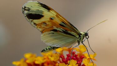 A mosaic ivory CRISPR knockout in the neotropical butterfly Mechanitis messenoides.