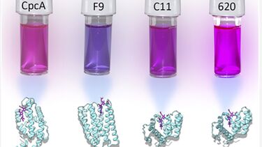 Rational design of biliproteins