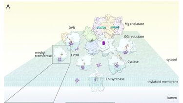 Chlorophyll biosynthetic pathway