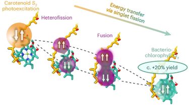 Singlet-Singlet Fission
