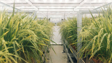 Image of rice crops