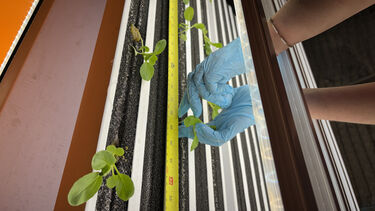 Plants in the vertical farm