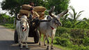Cow and cart