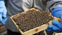Bees 