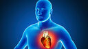 A graphic showing the heart inside a human body