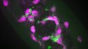 Scientific image - Fruit fly macrophages responding to wound in presence of apoptosis