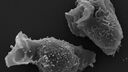 Immune cells