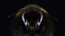 An image of a bee