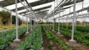 Plants growing under solar panels