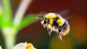 Bumble bee