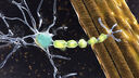 motor neurons