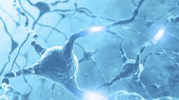 Neuroscience nuerones 
