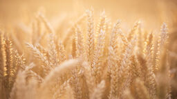Field of wheat