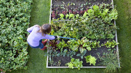 Overhead shot of a woman weeding raised beds in a vegetable garden with a blue handled hoe. Strawberry patch, carrots, lettuce, salad plants, beetroot, radish, onions, chive, chard and kale.
