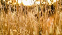 Wheat in a field