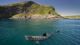 Basking shark off the coast of Ireland