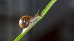 Snail on a plant