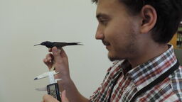 Louie Rombaut - Zoology student