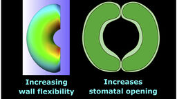 Stomatal