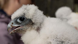 A peregrine falcon chick at the University of Sheffield