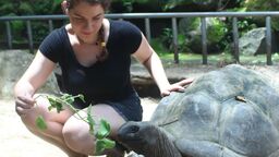 Image of a giant tortoise